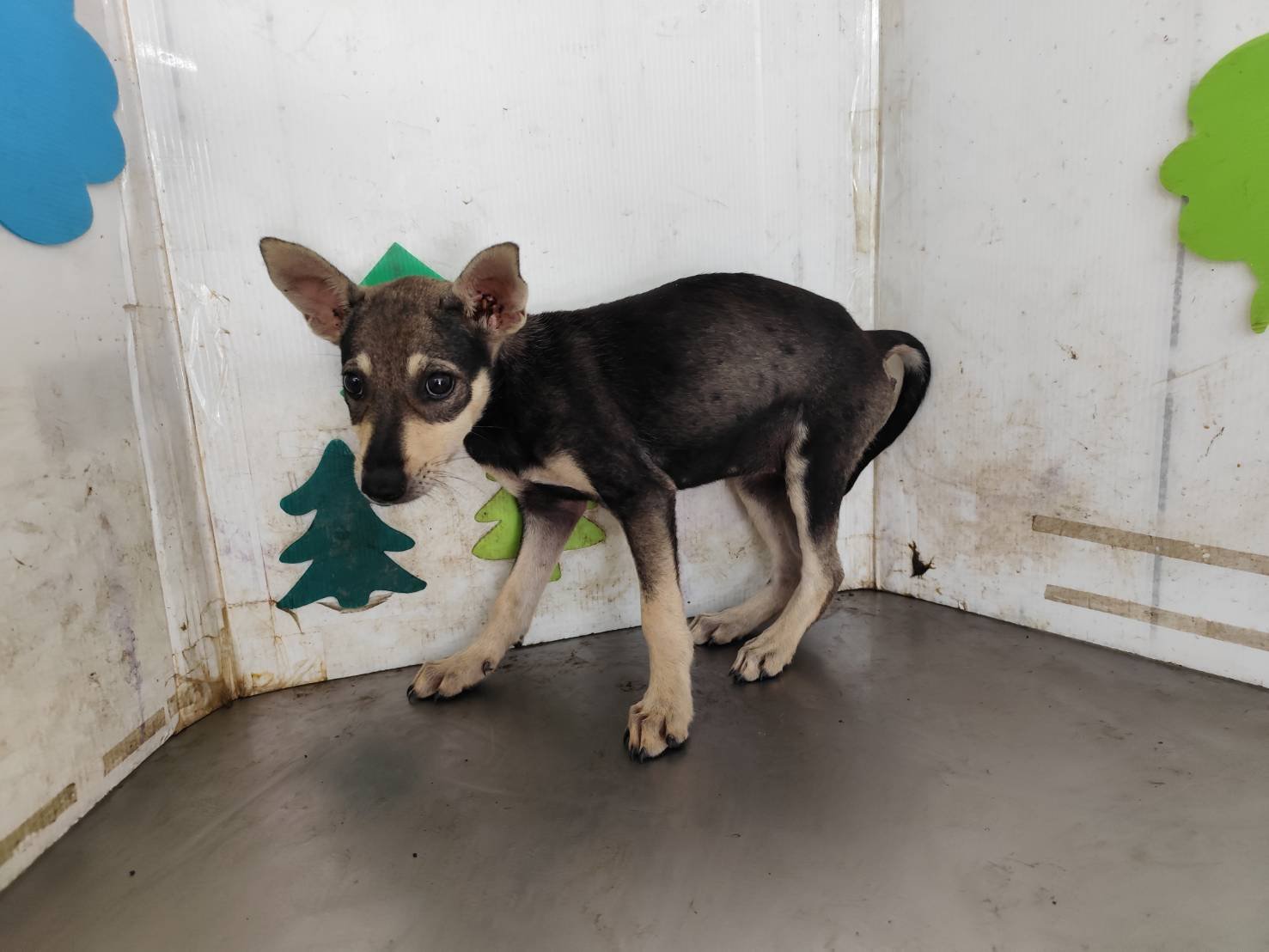 混種犬