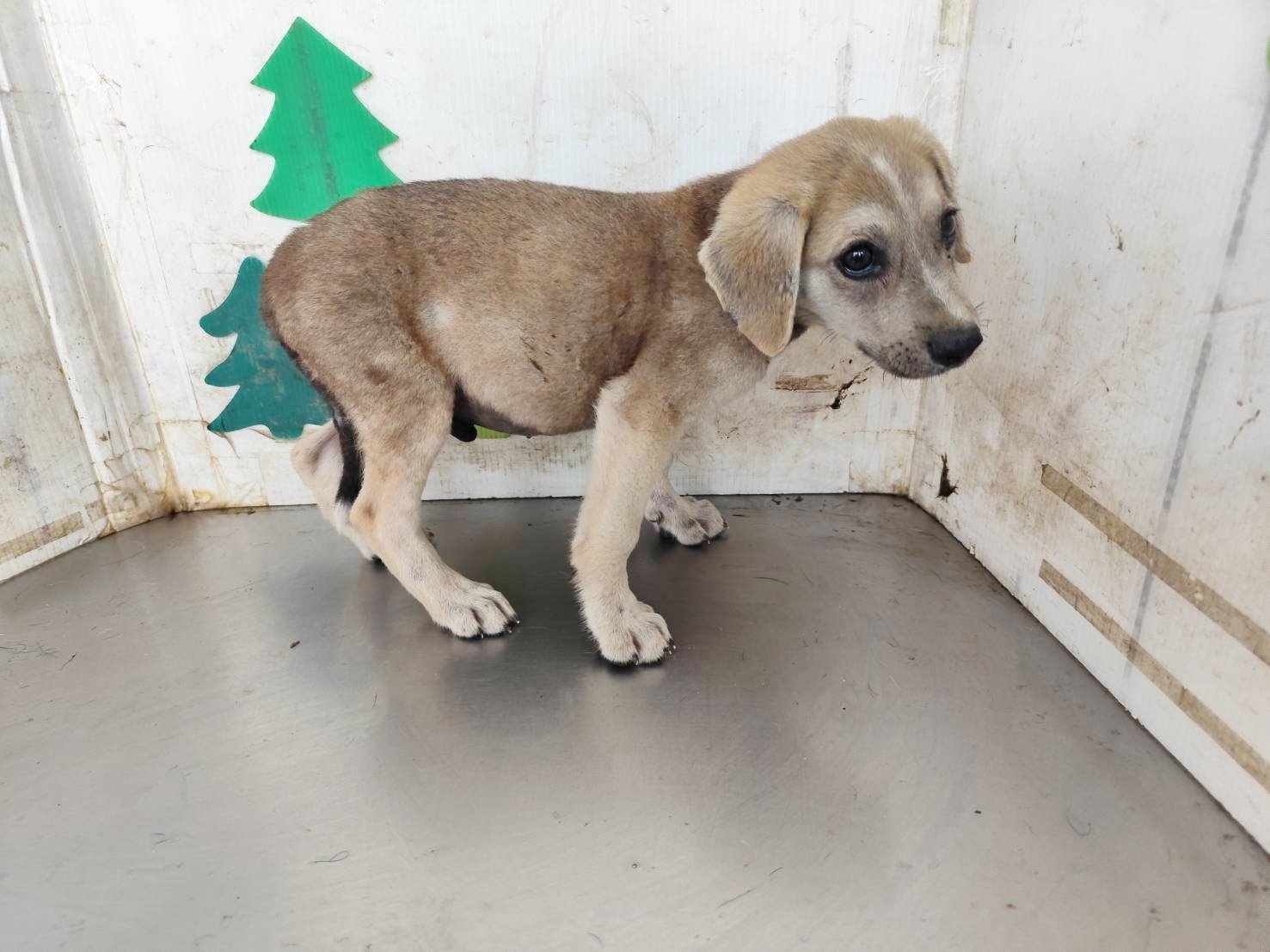 混種犬