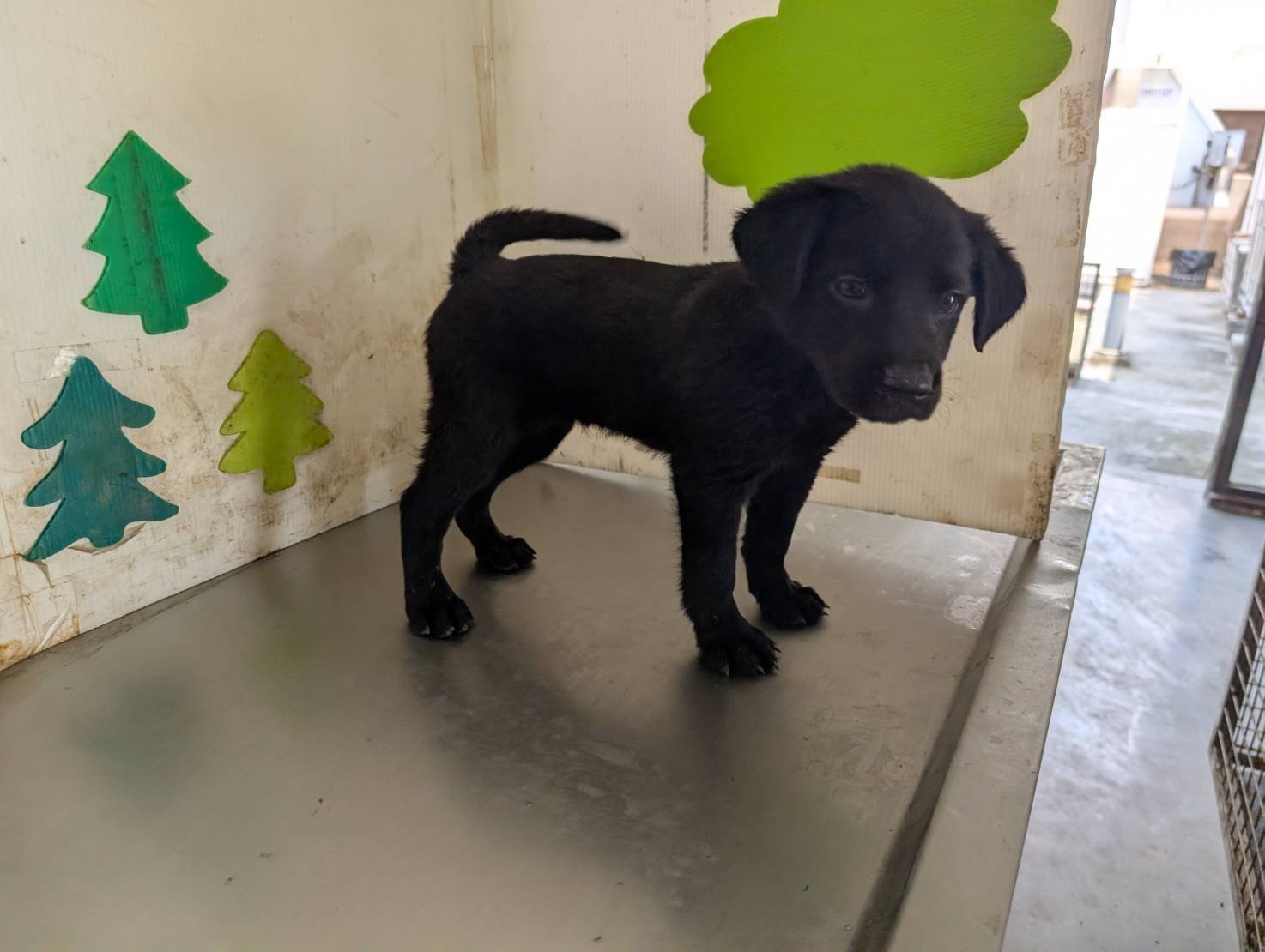 混種犬