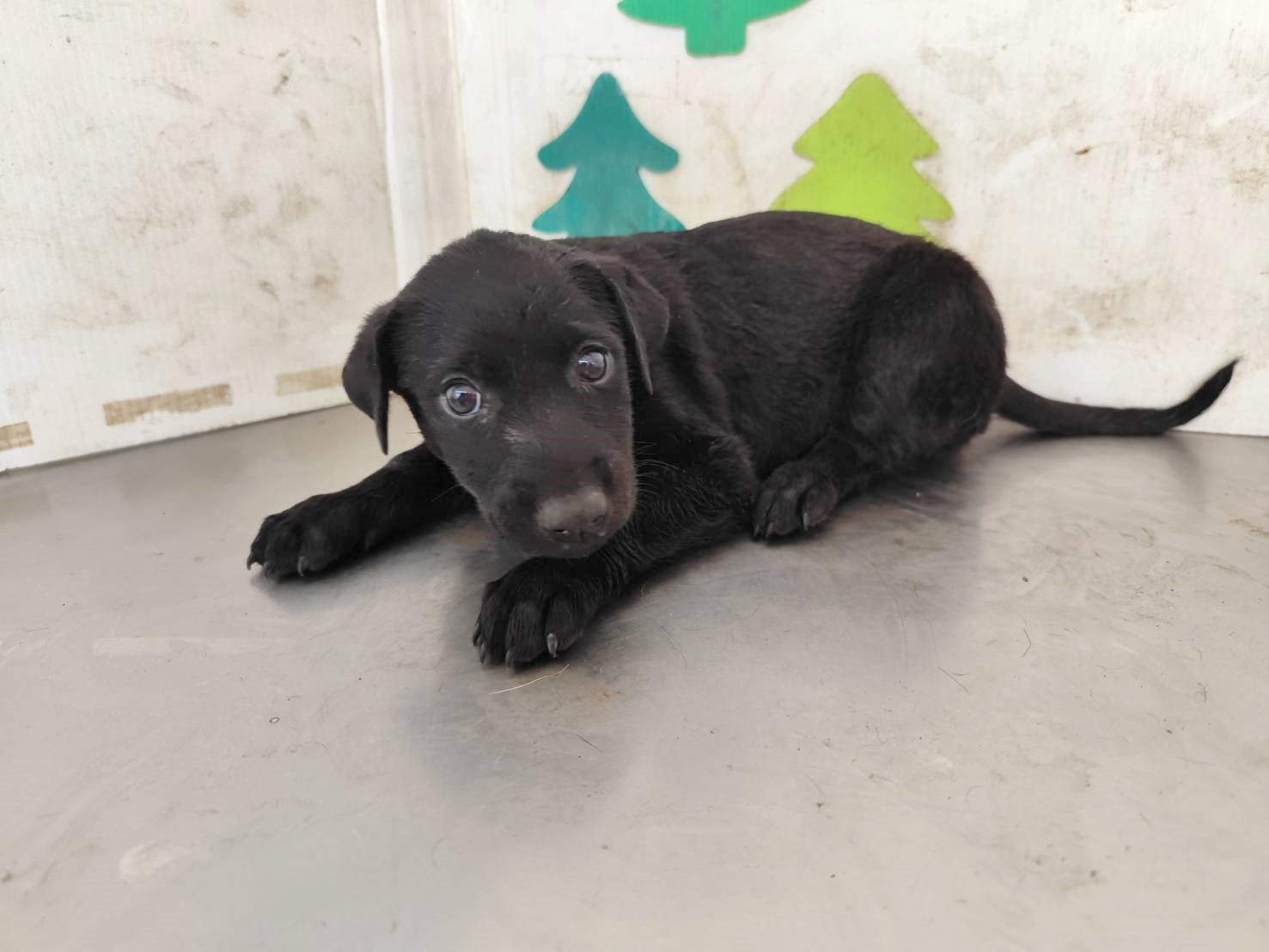 混種犬