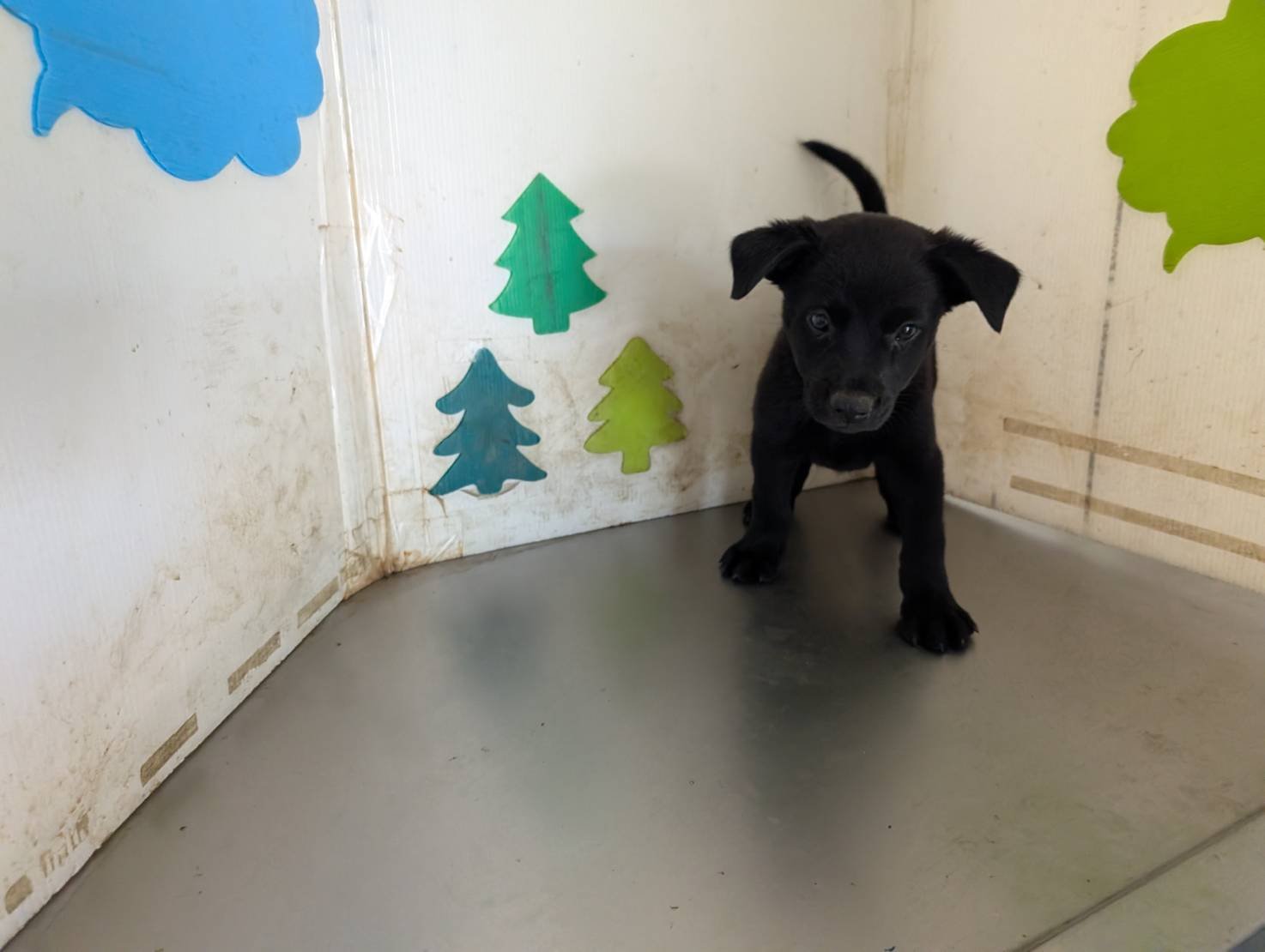 混種犬