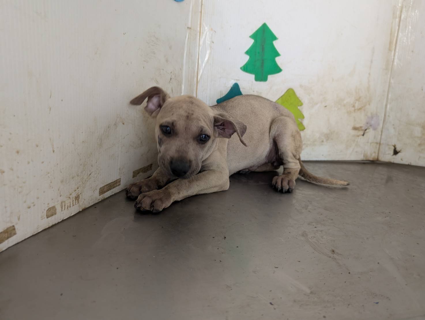 混種犬
