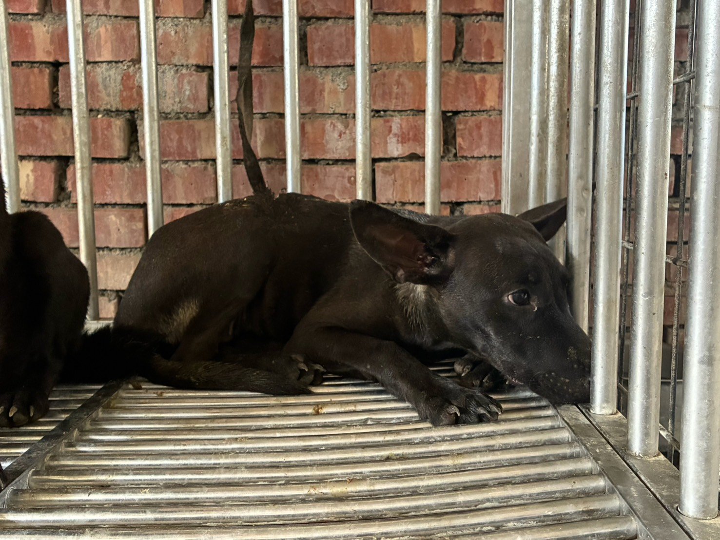 混種犬