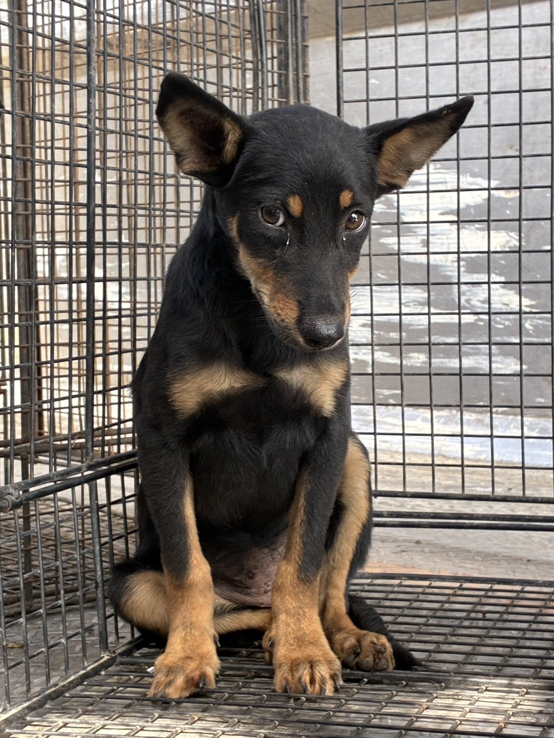 混種犬