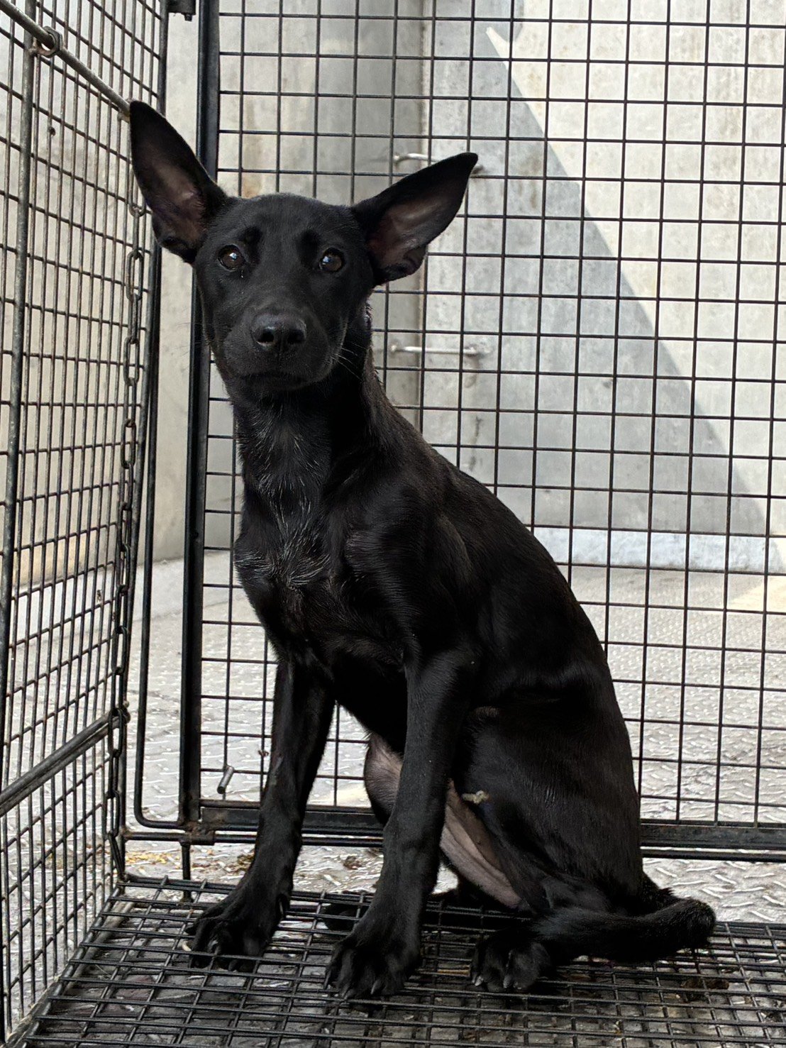 混種犬