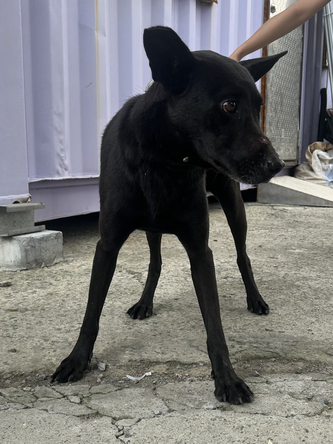 混種犬