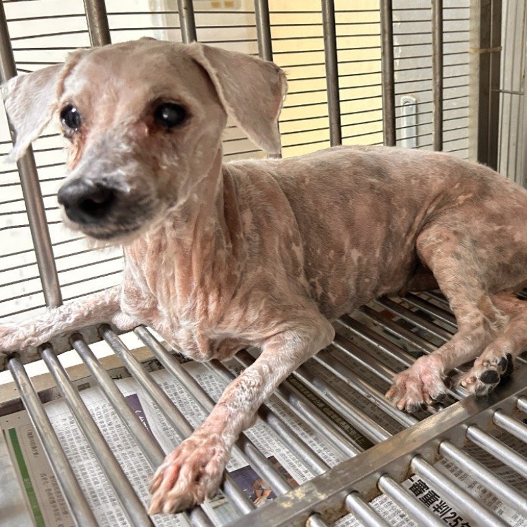 貴賓犬