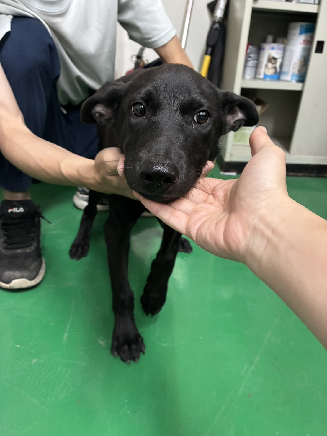 混種犬