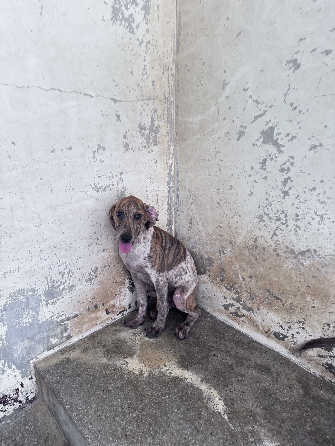 混種犬