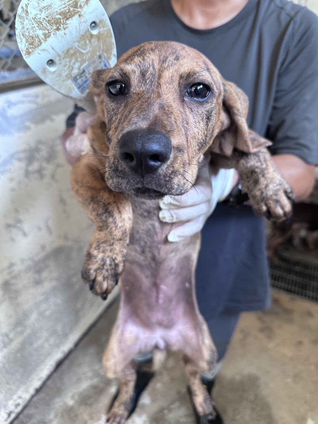 混種犬