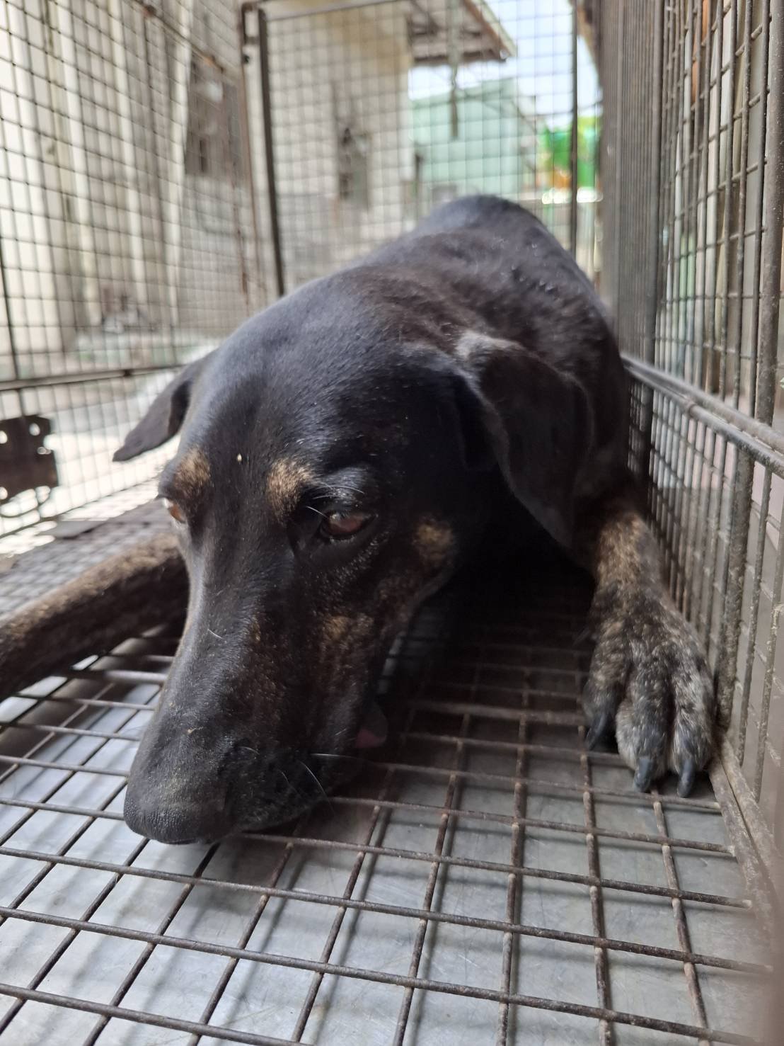 混種犬