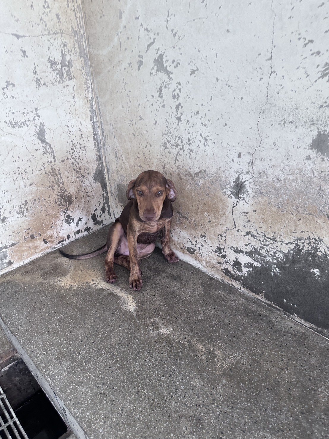 混種犬