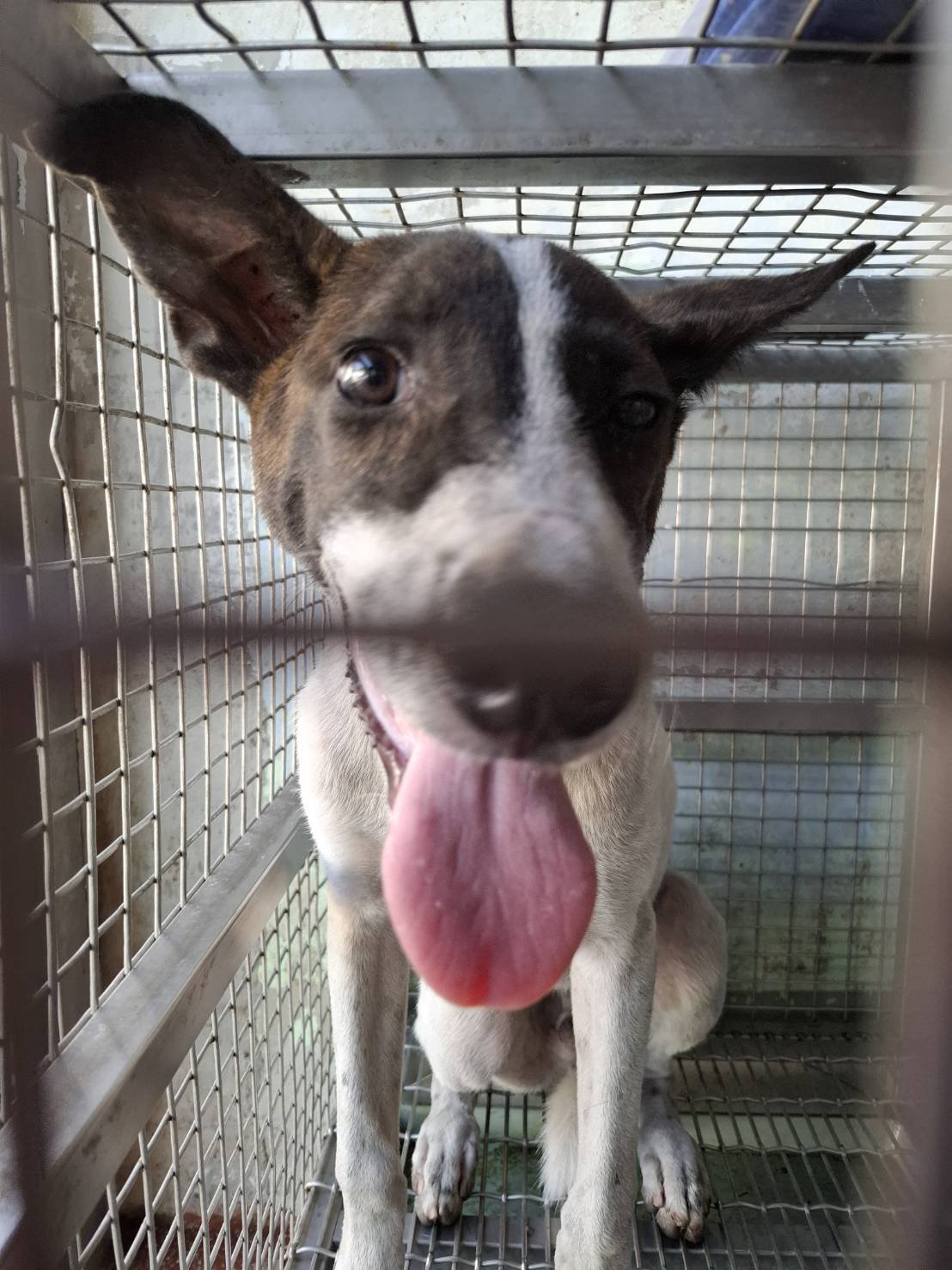 混種犬