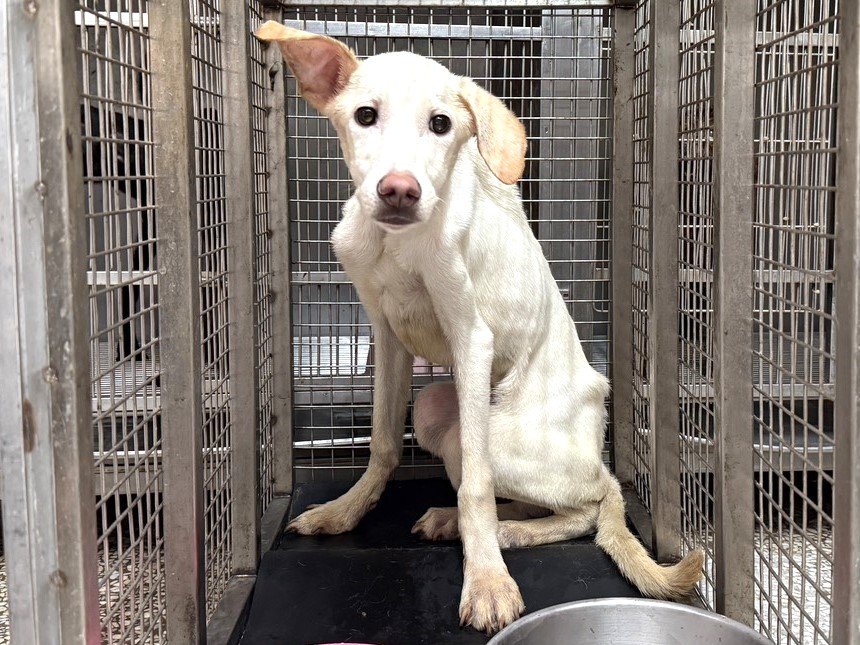 混種犬