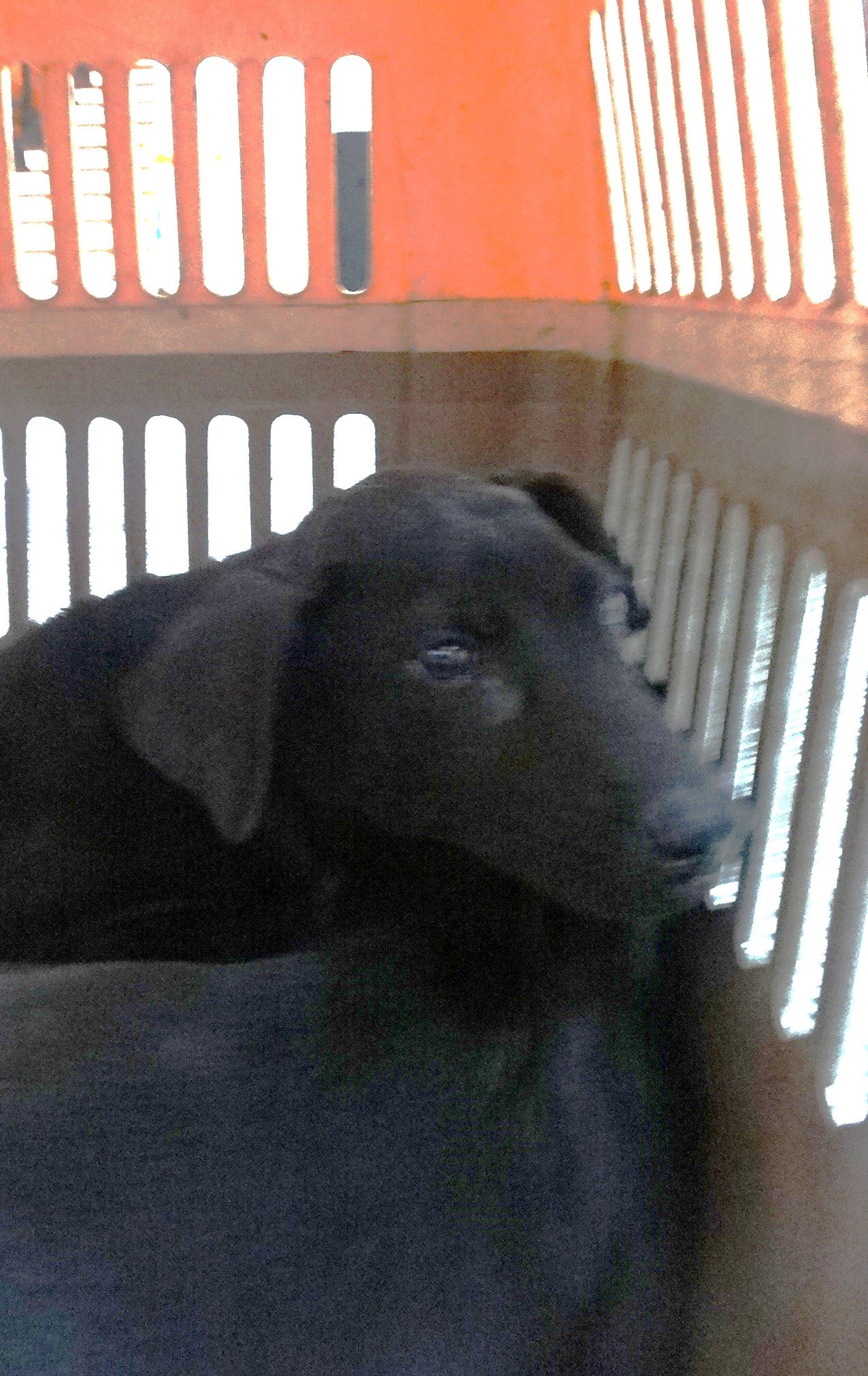 混種犬