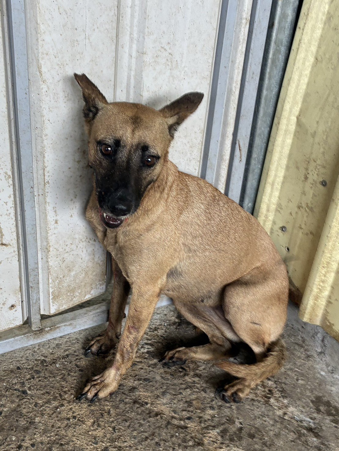 混種犬