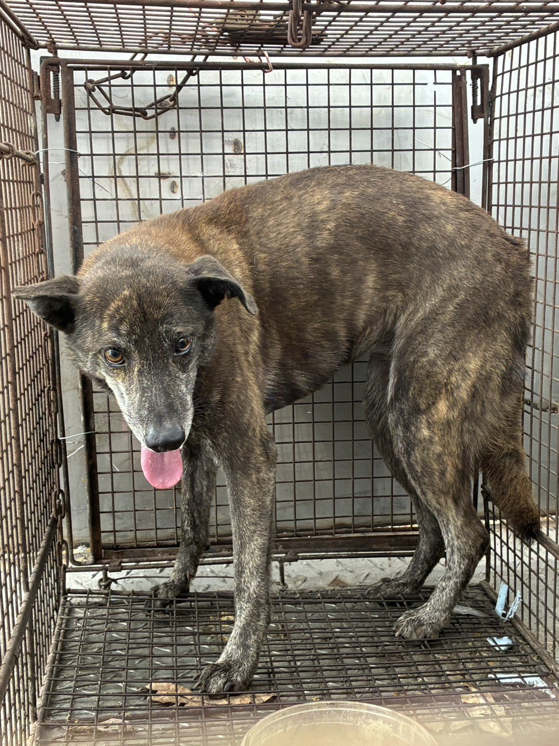混種犬