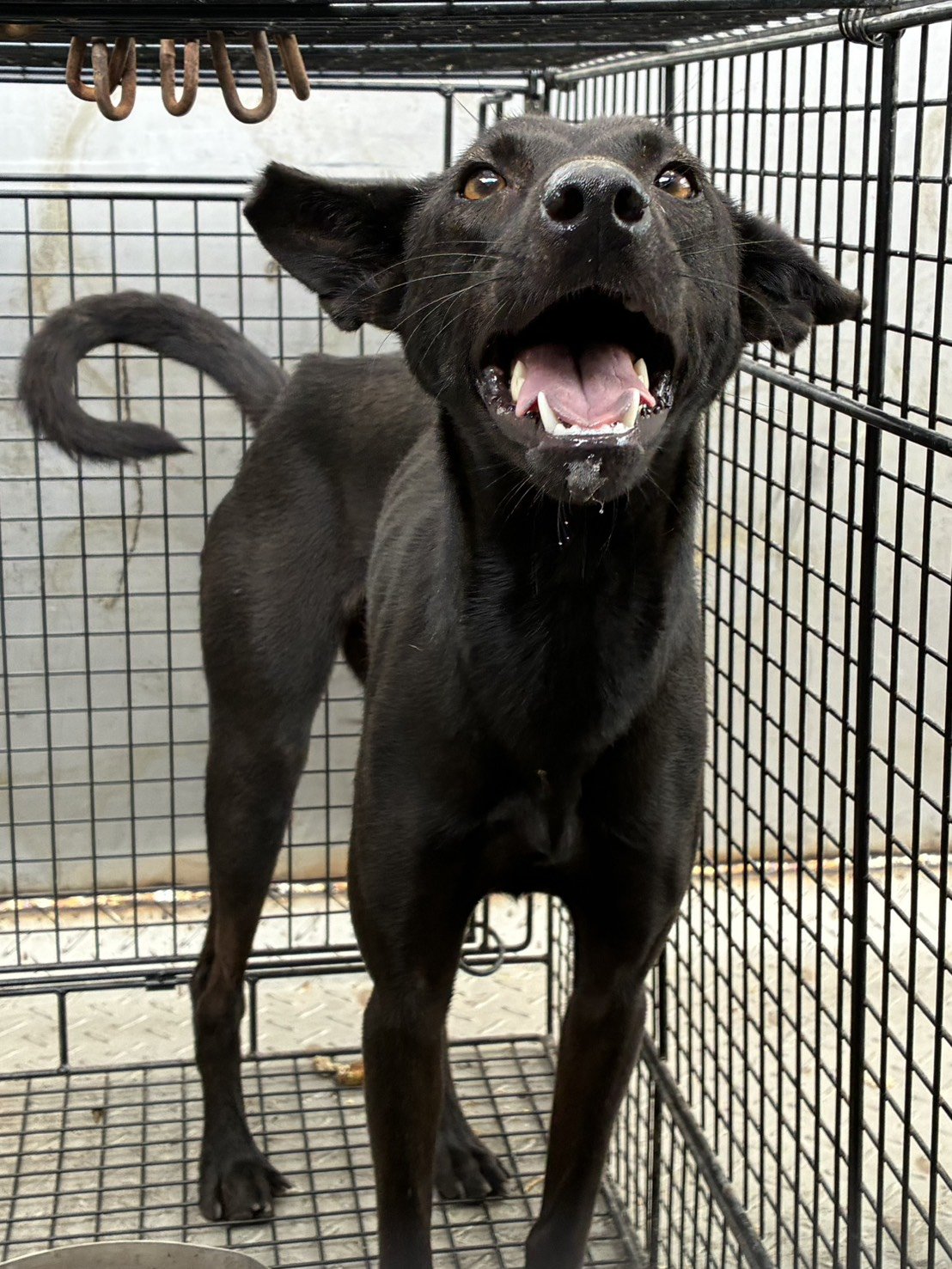 混種犬