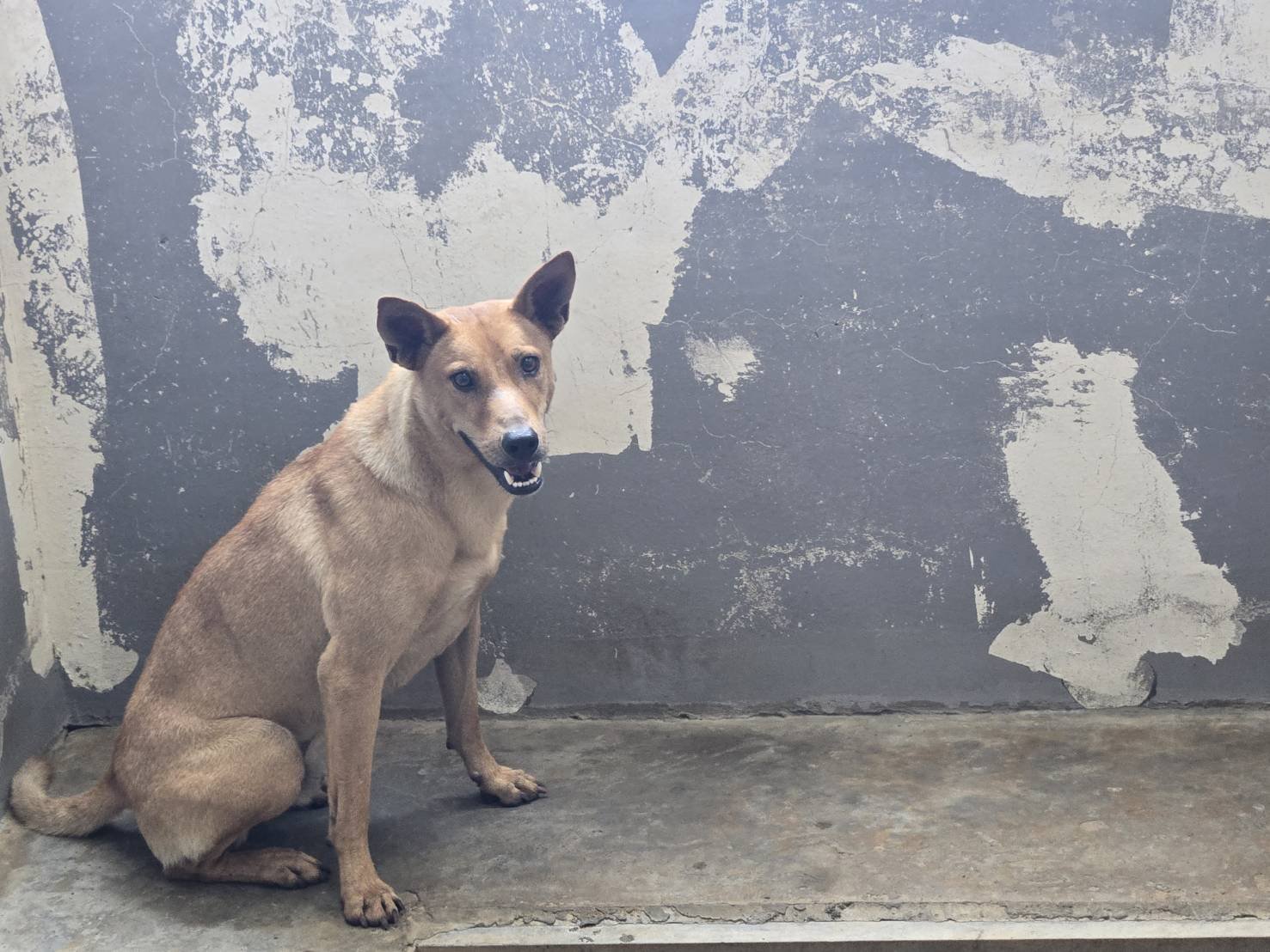 混種犬
