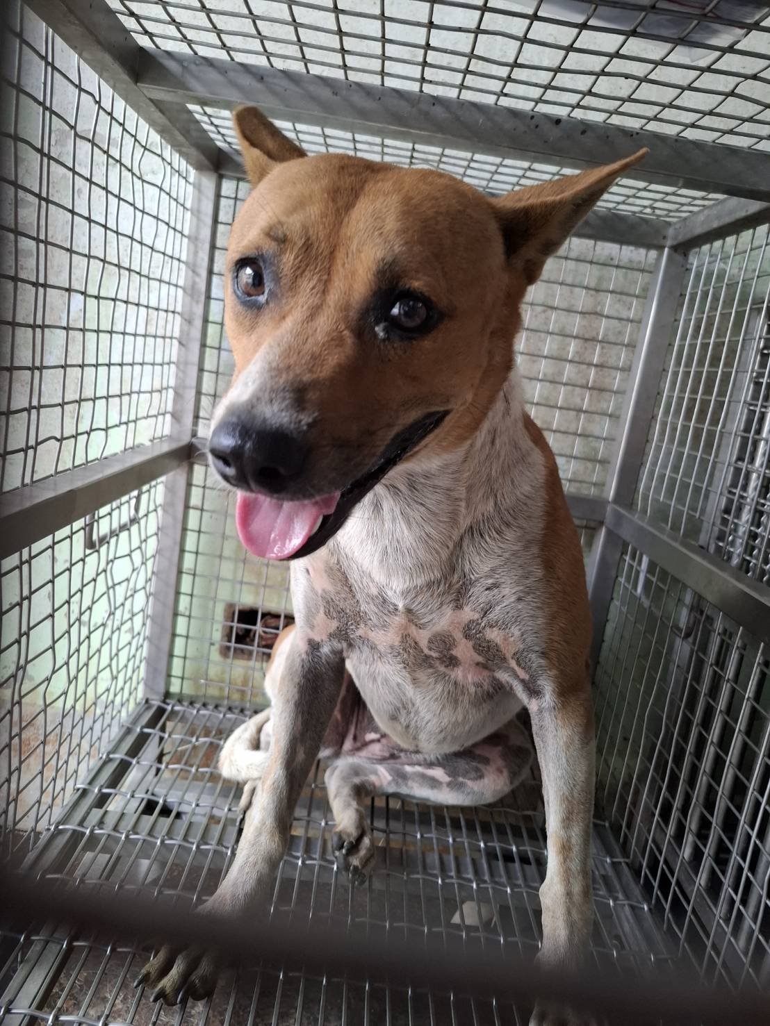 混種犬