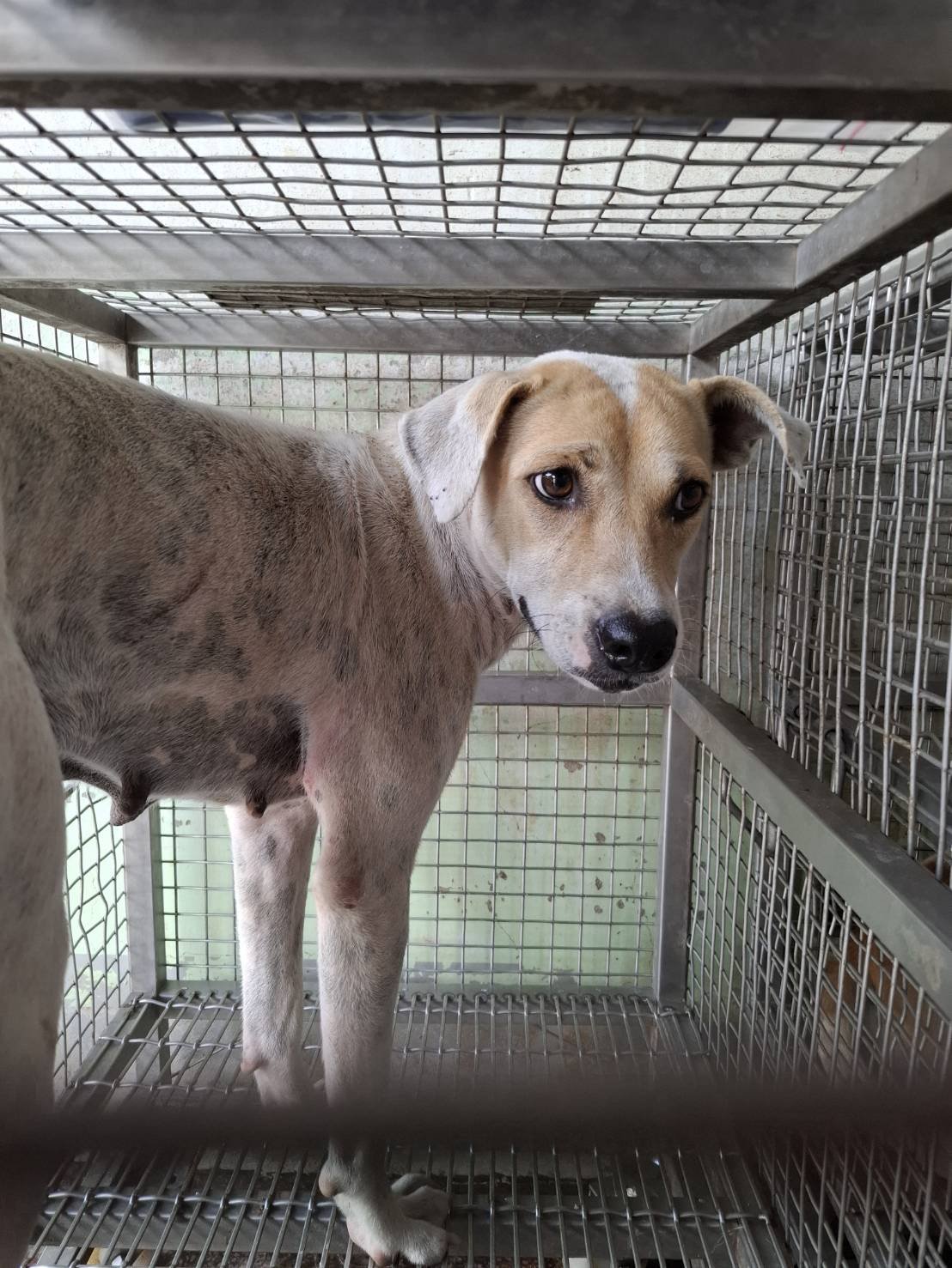 混種犬