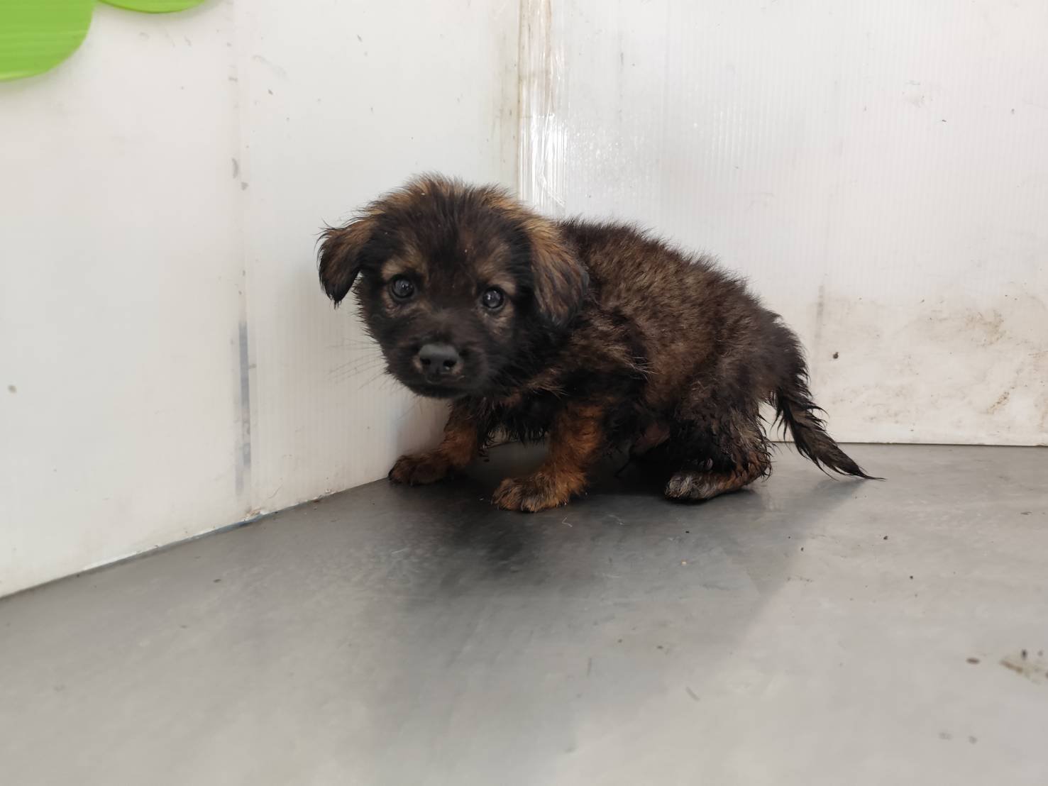 混種犬