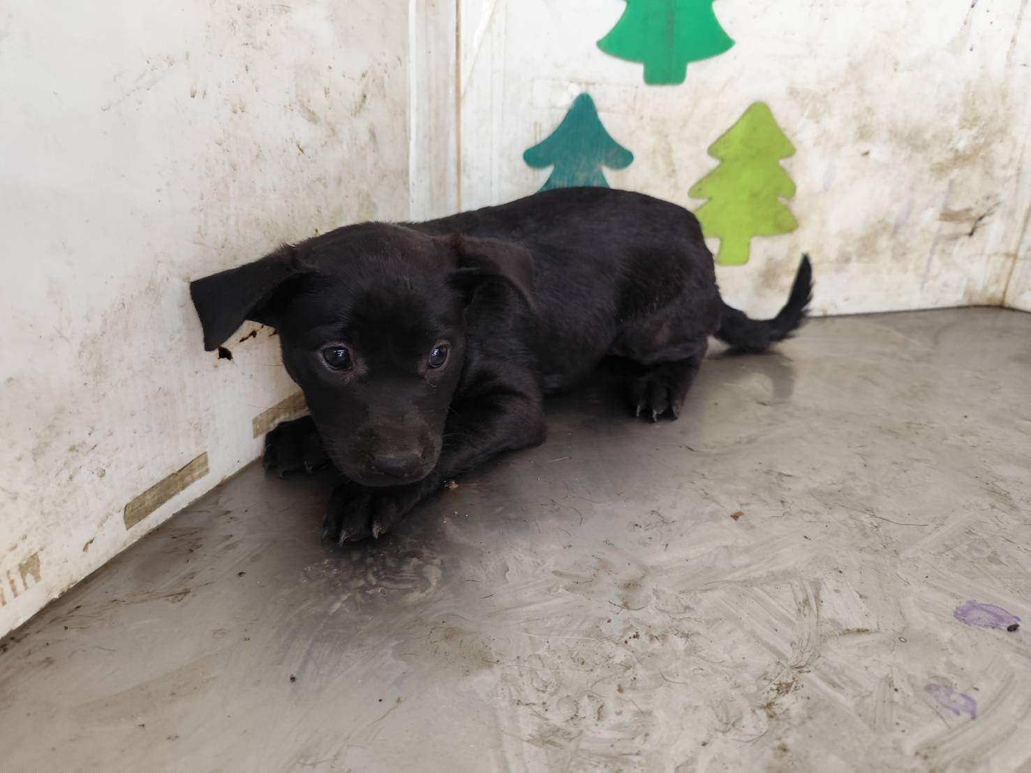 混種犬