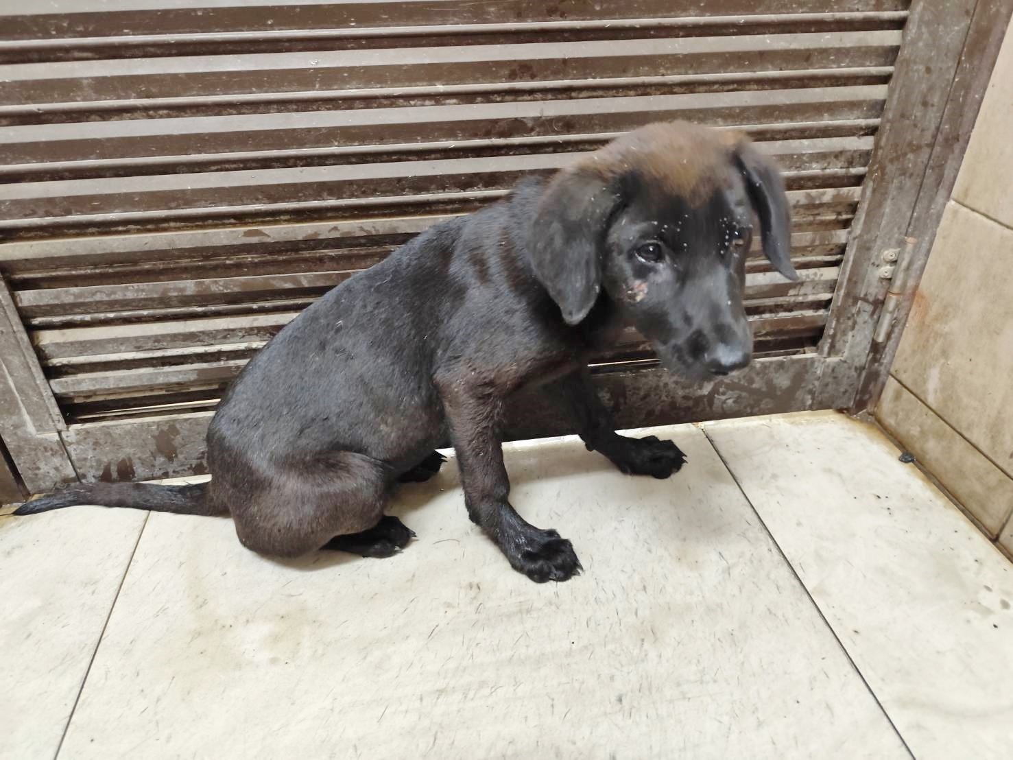 混種犬