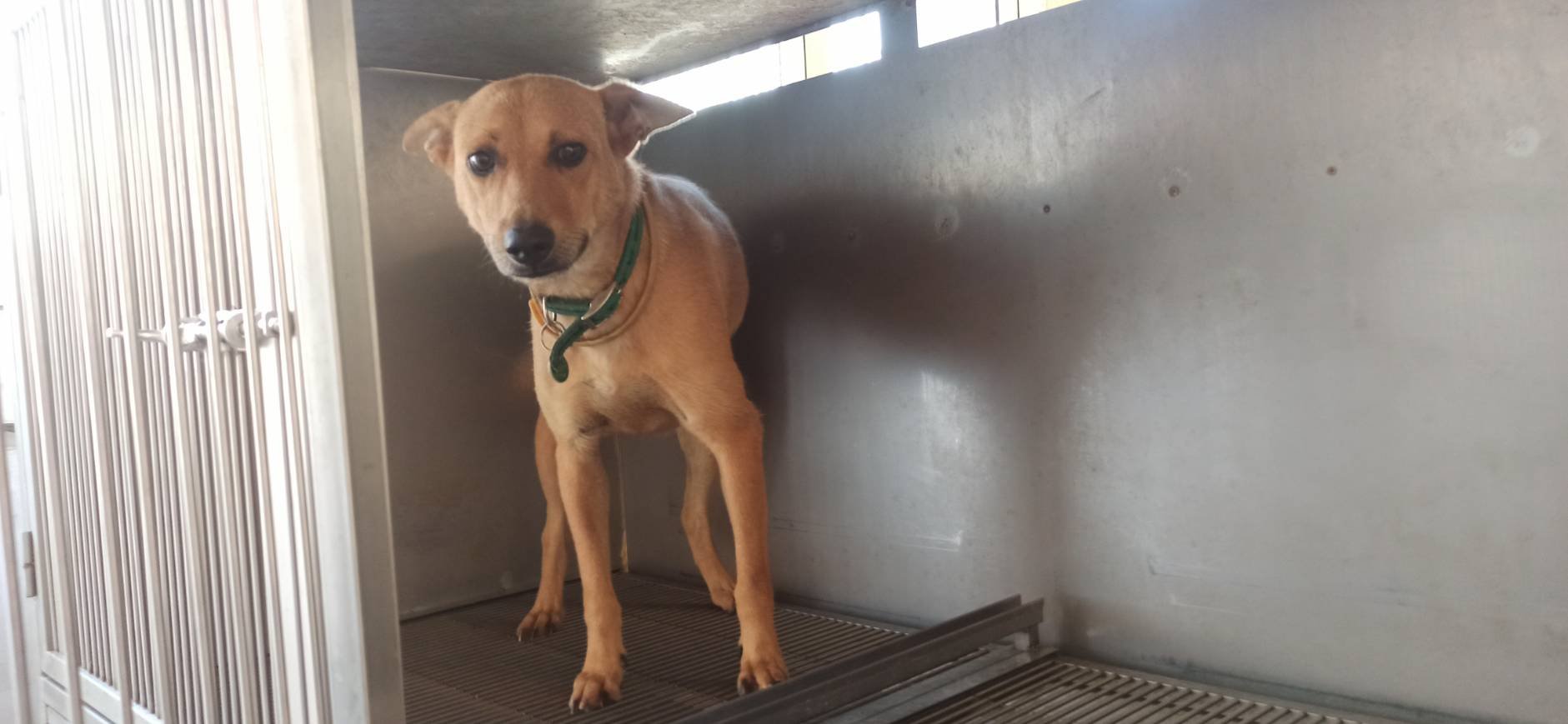 混種犬