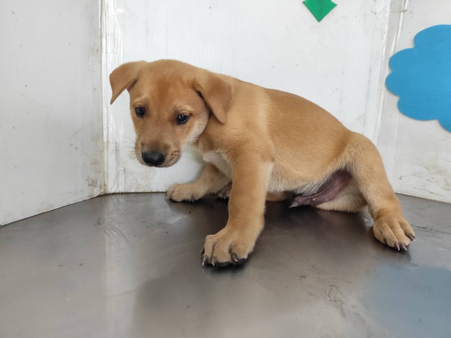 混種犬