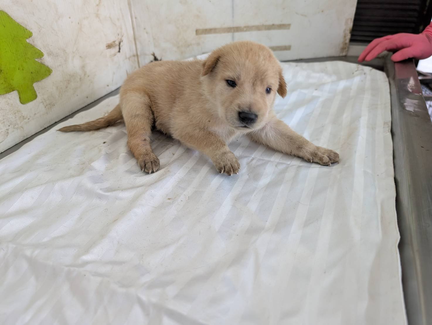 混種犬
