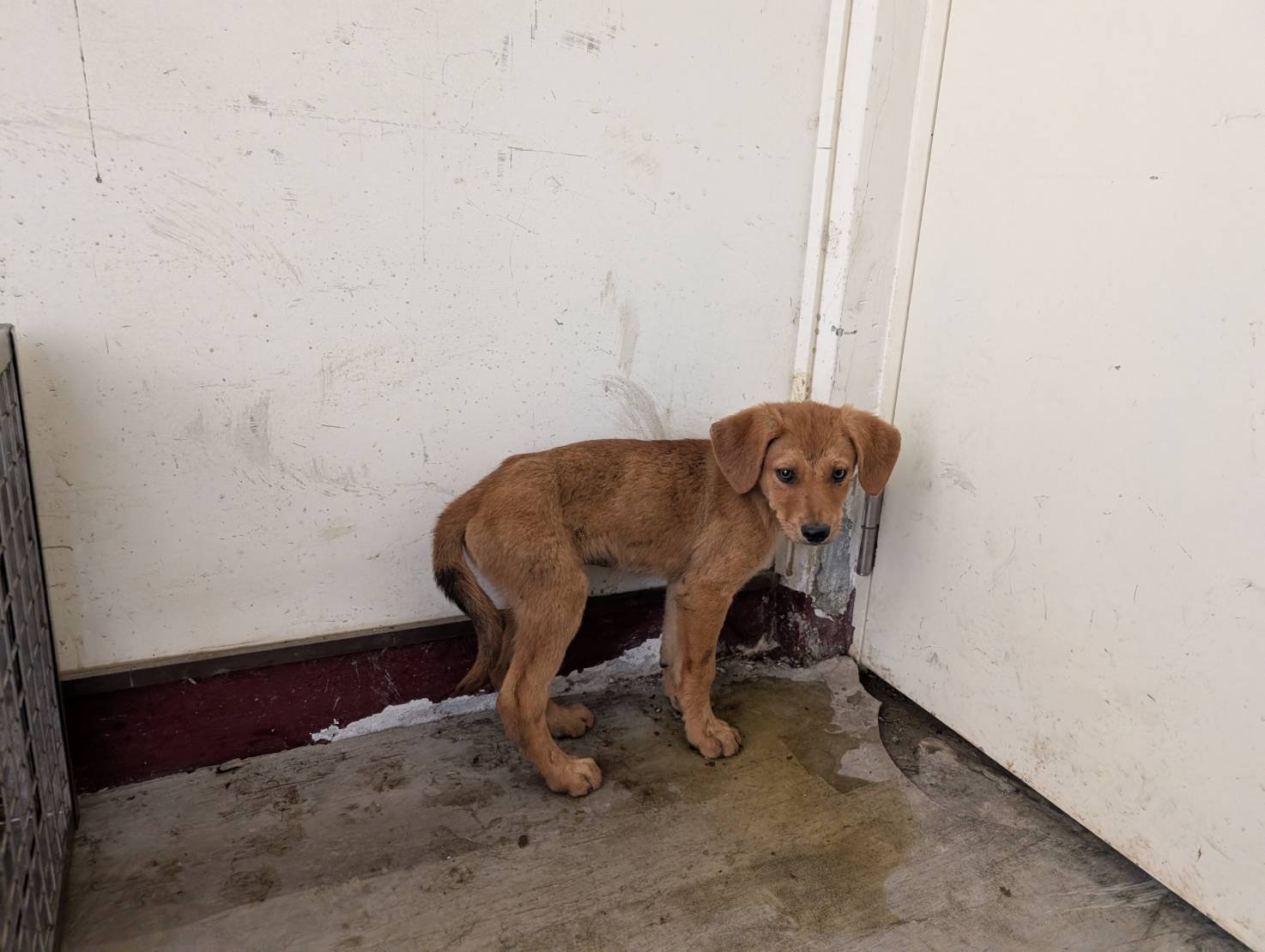 混種犬