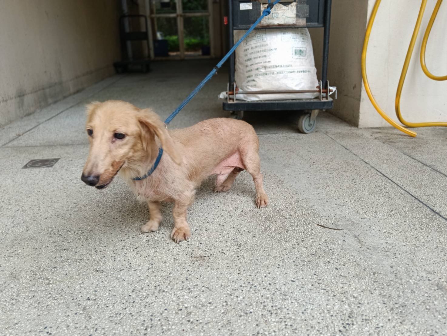 臘腸犬