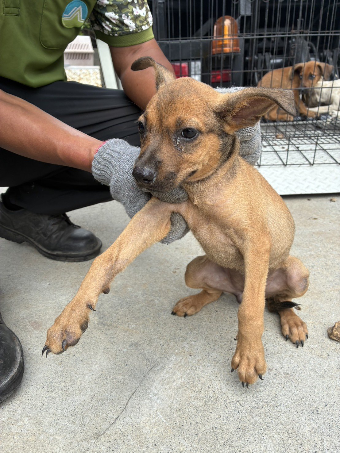 混種犬