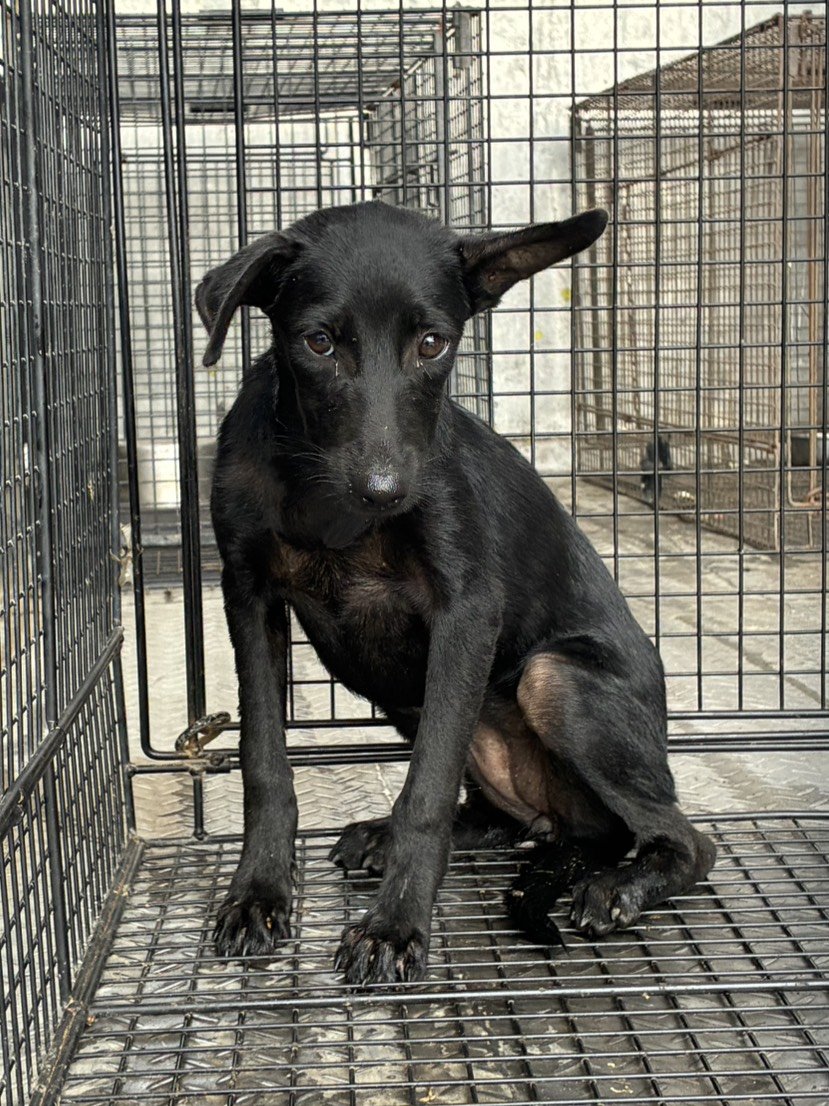 混種犬