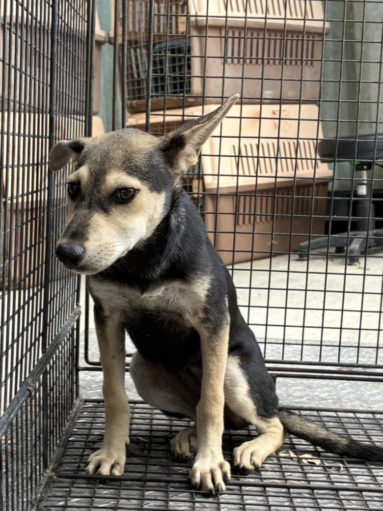 混種犬