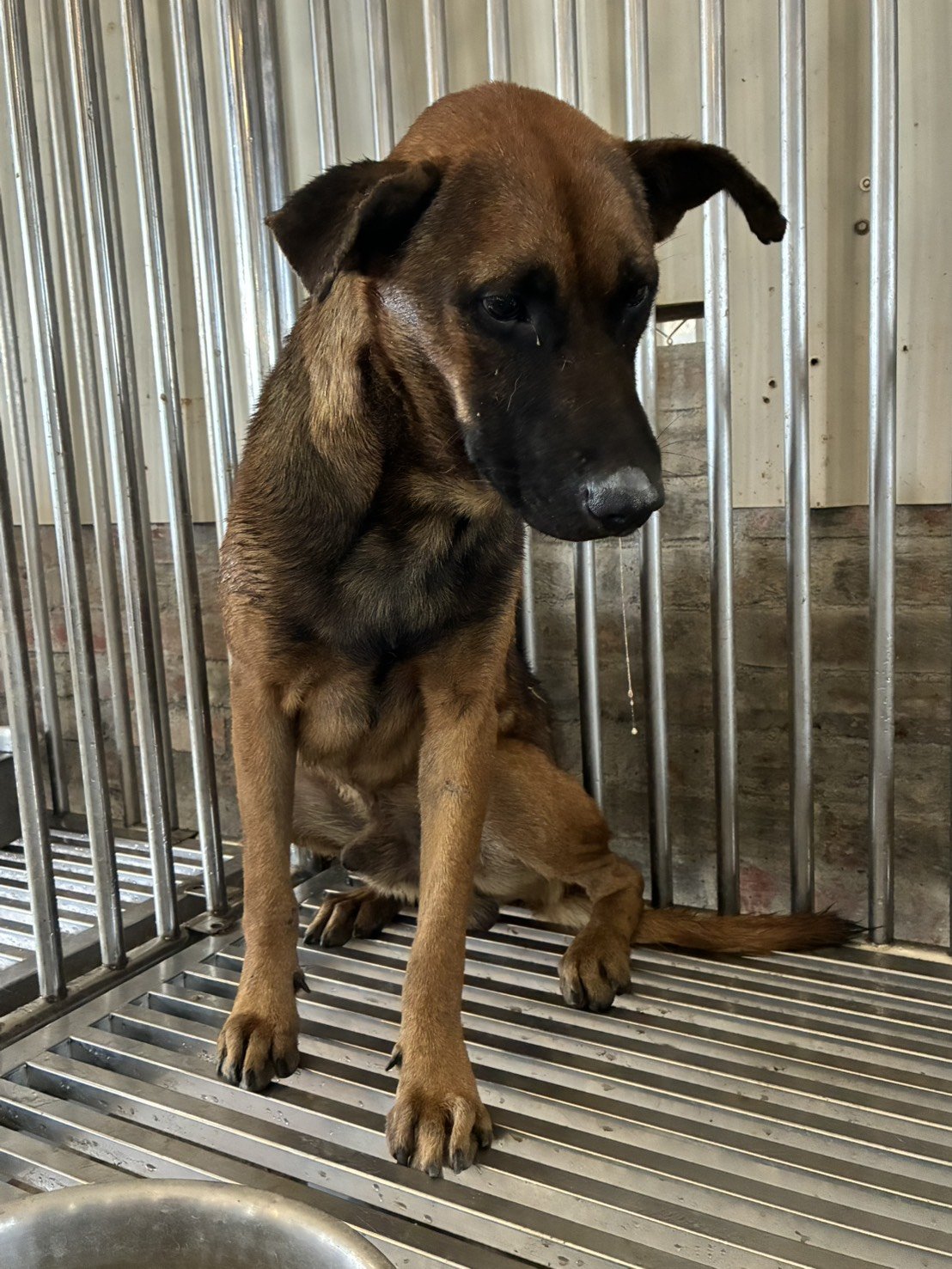 混種犬