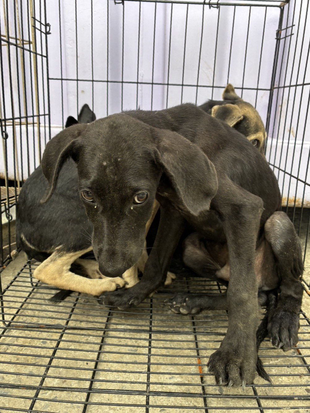 混種犬