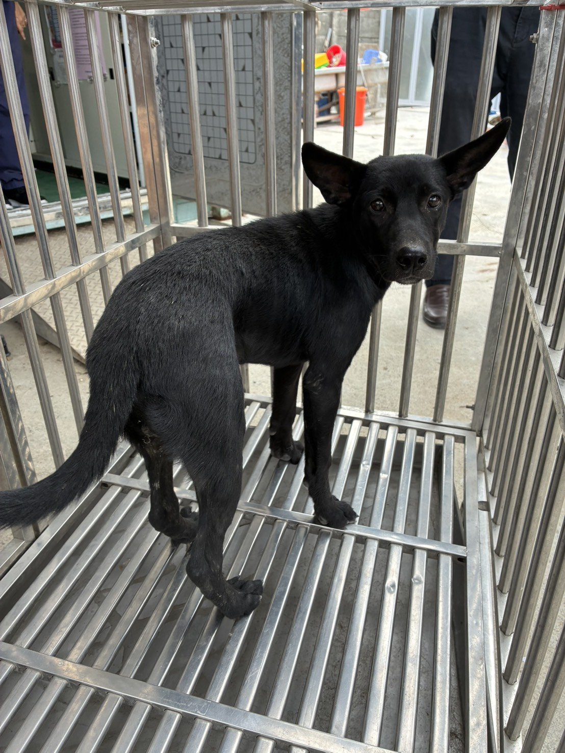 混種犬