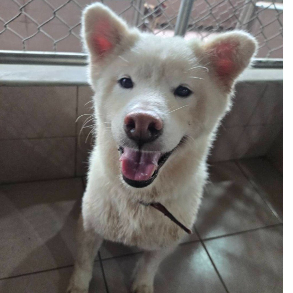 柴犬