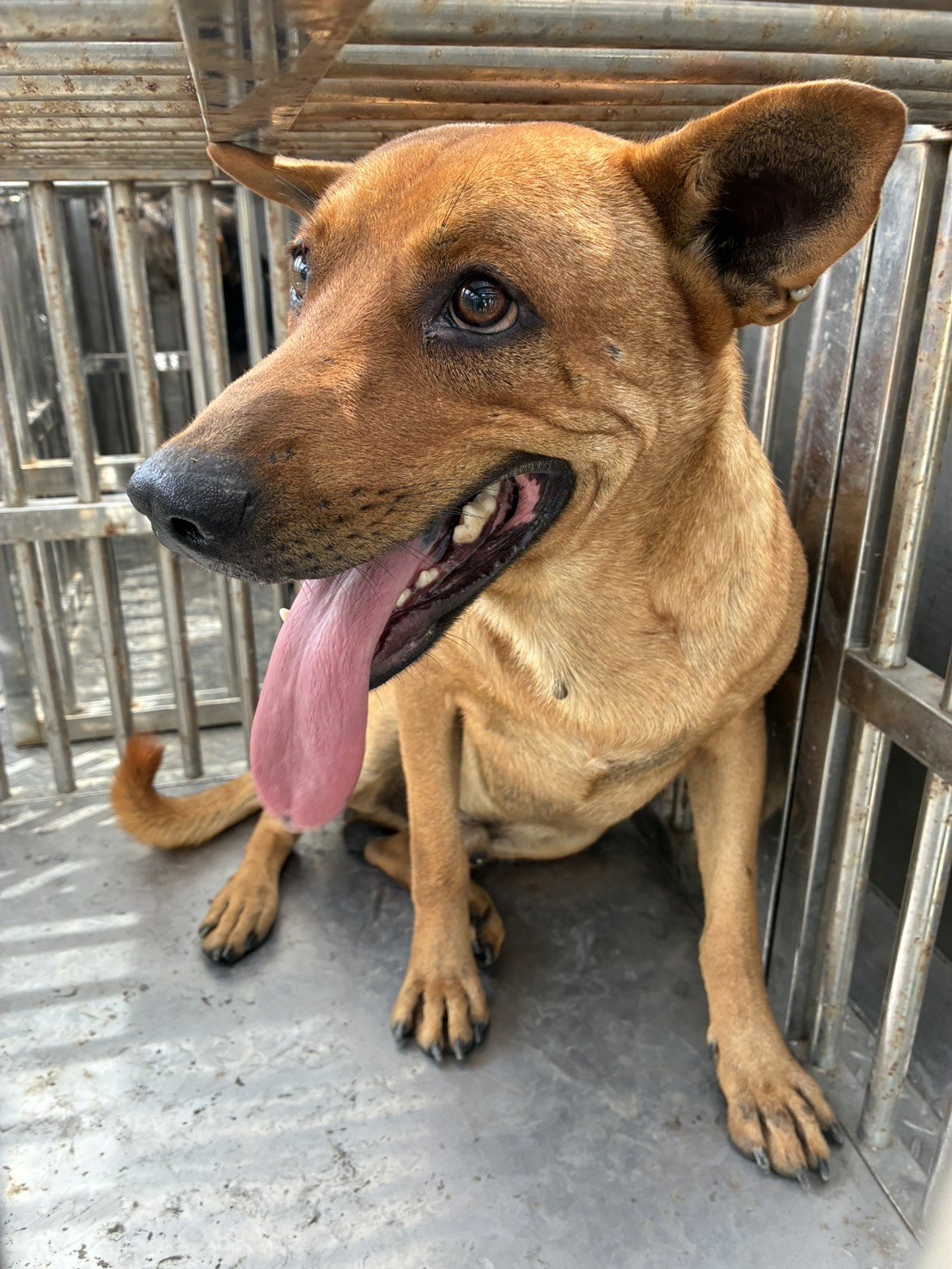 混種犬