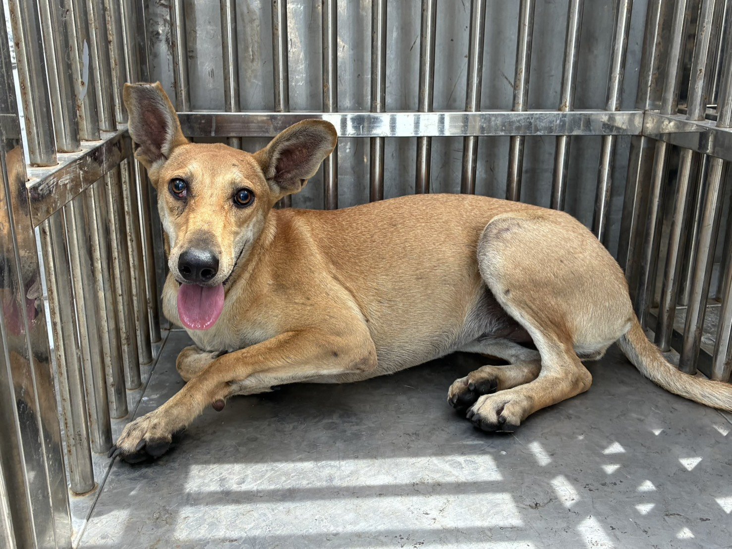 混種犬