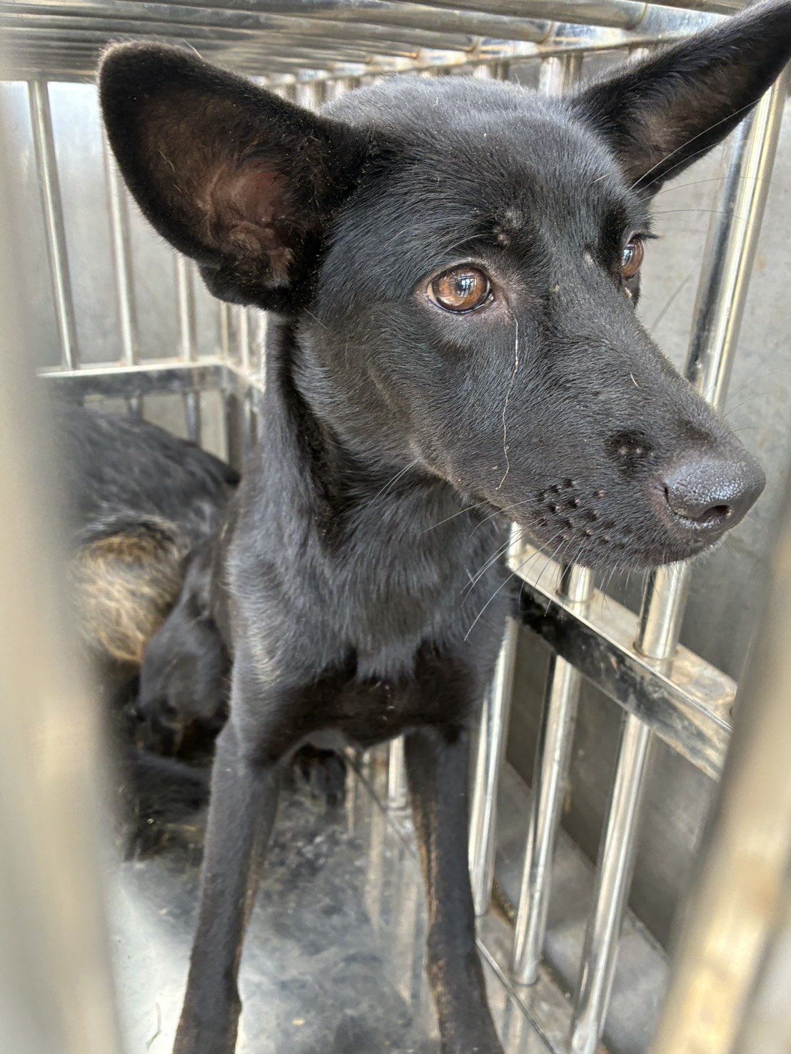 混種犬