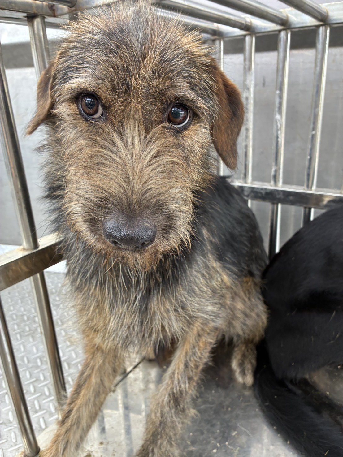 混種犬
