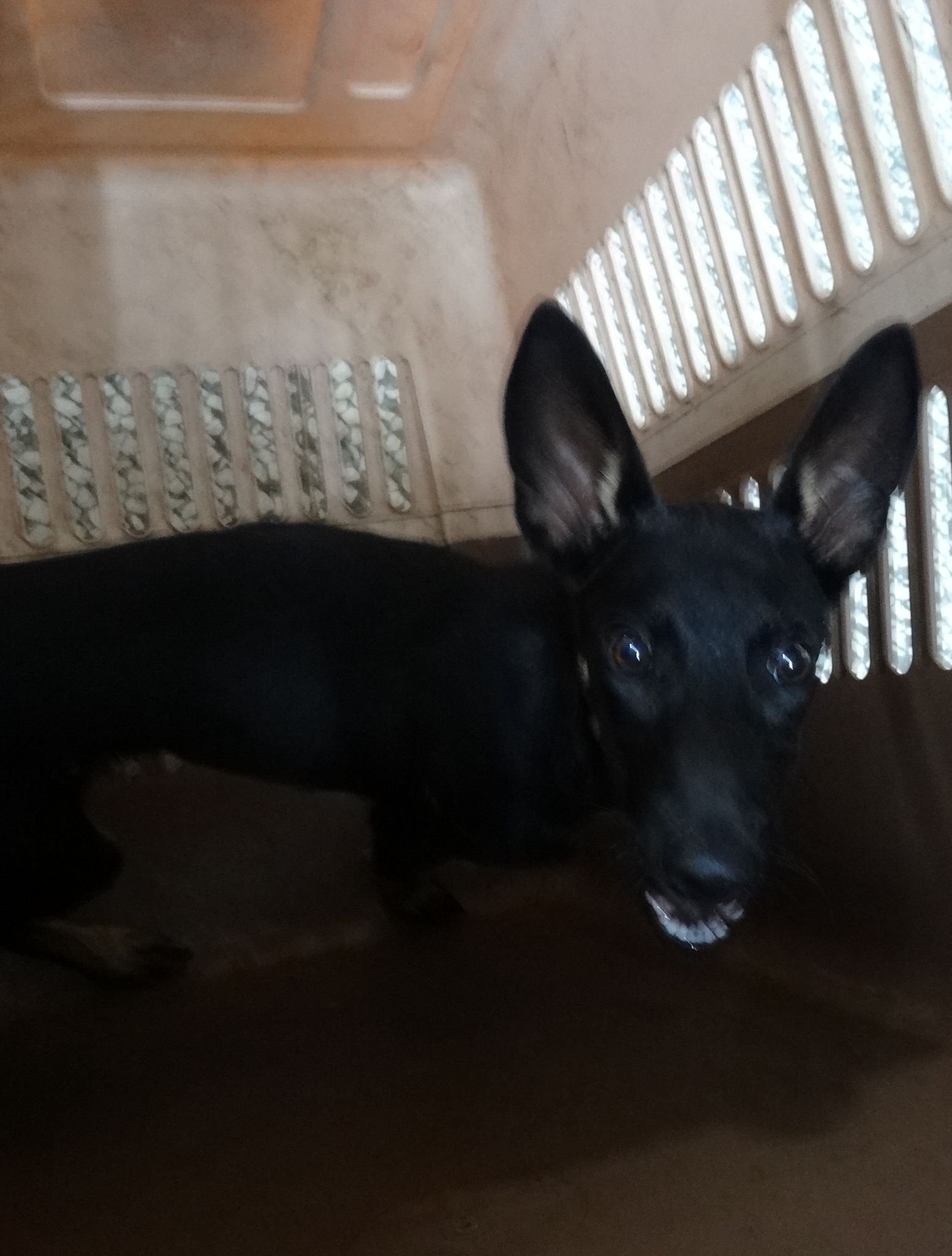 混種犬
