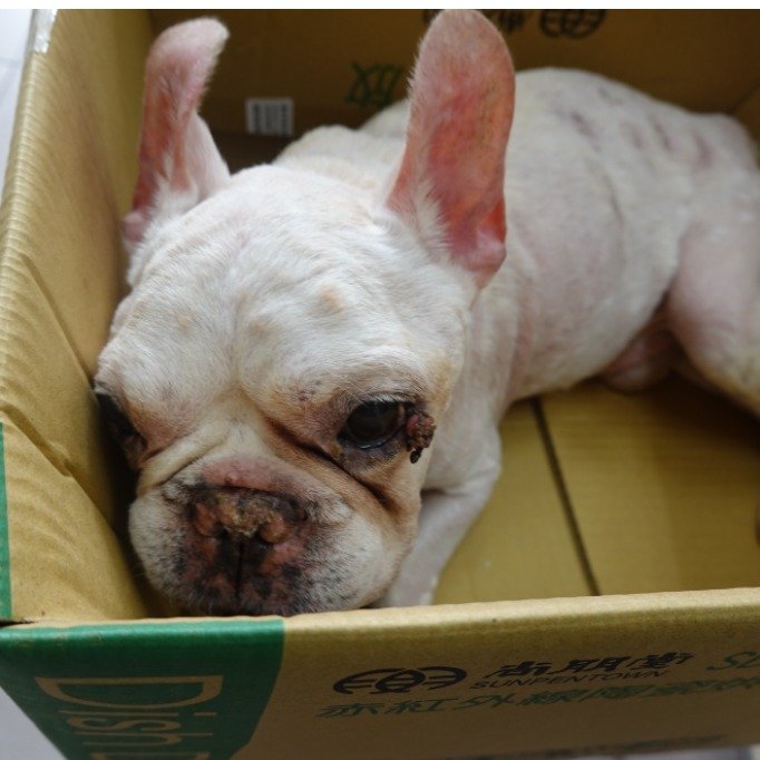法國鬥牛犬