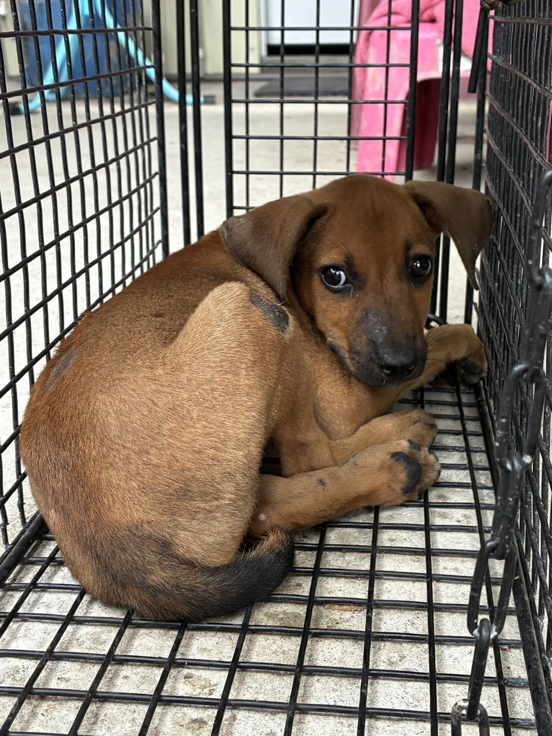 混種犬