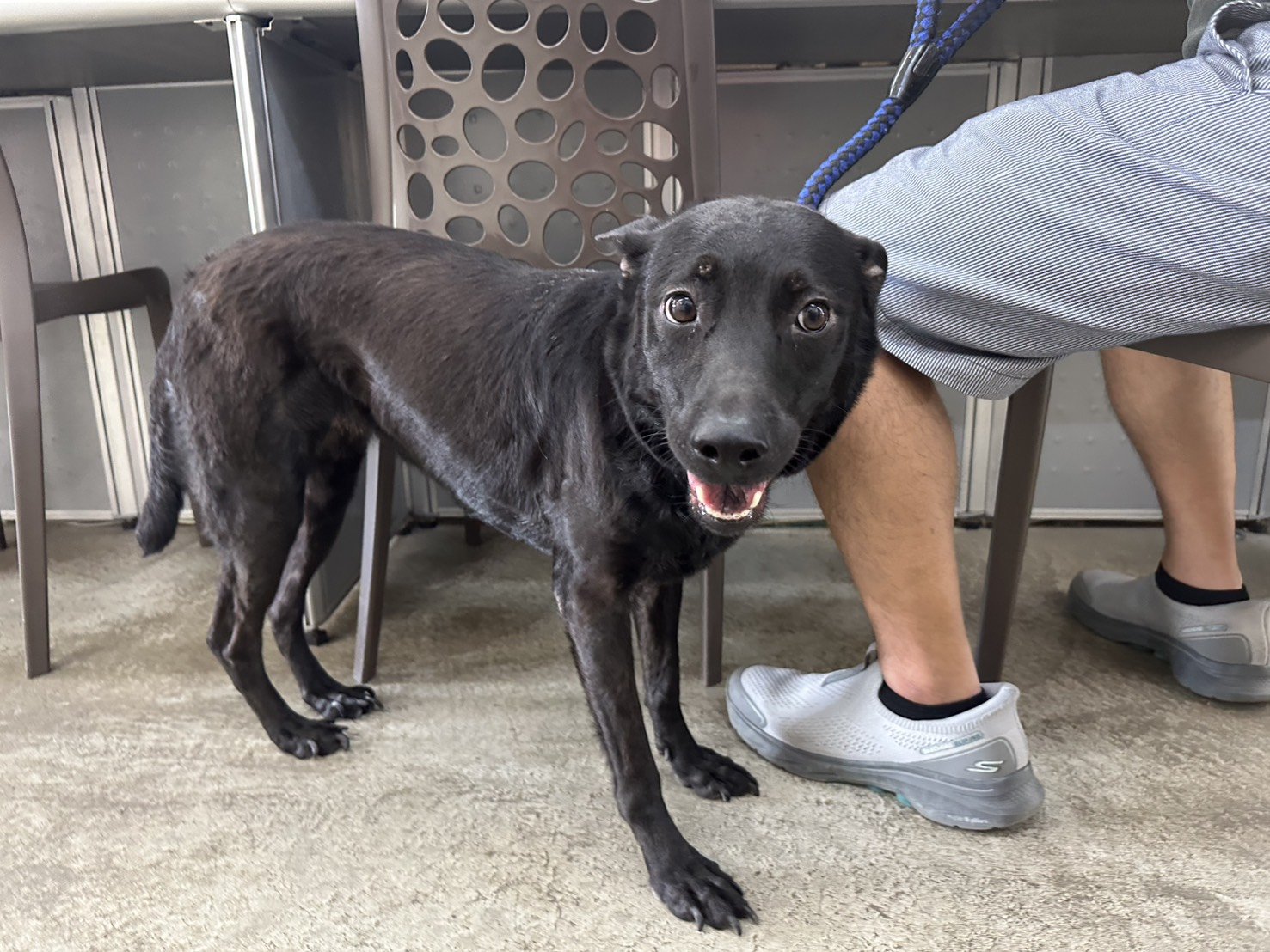 混種犬