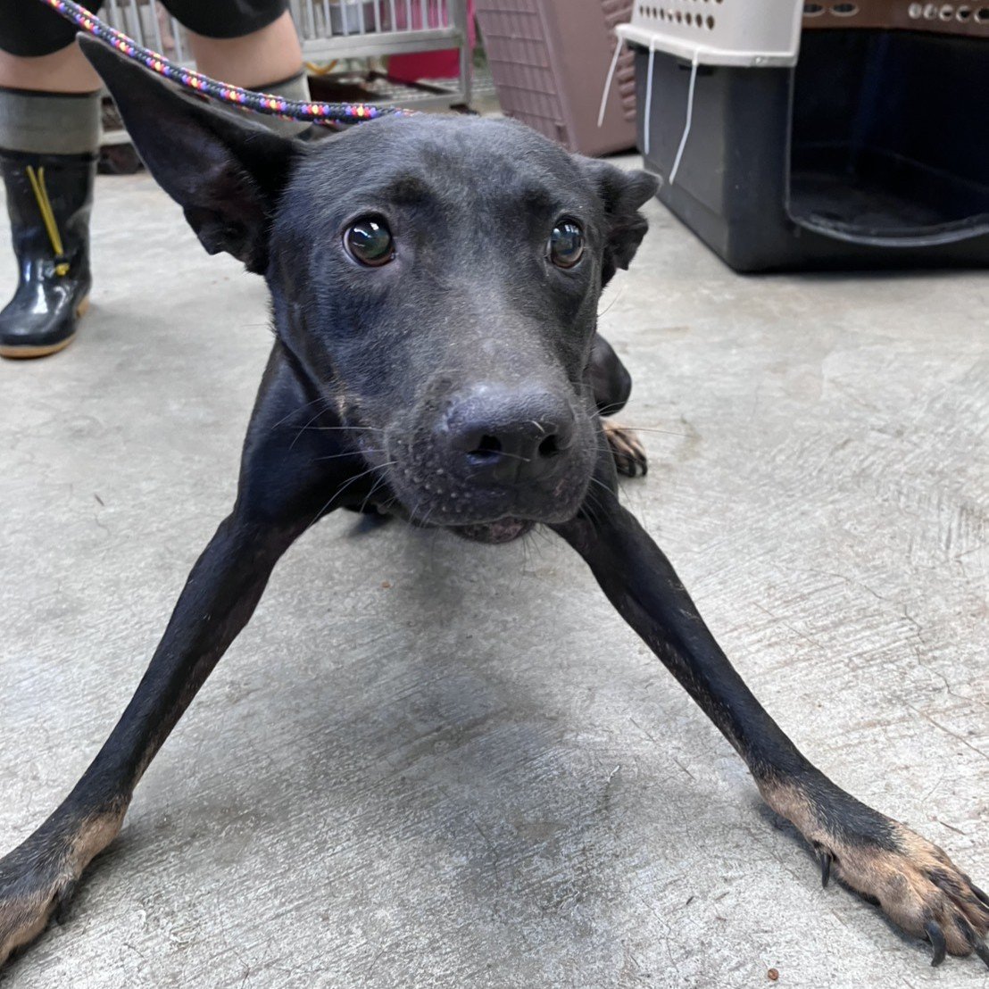 混種犬