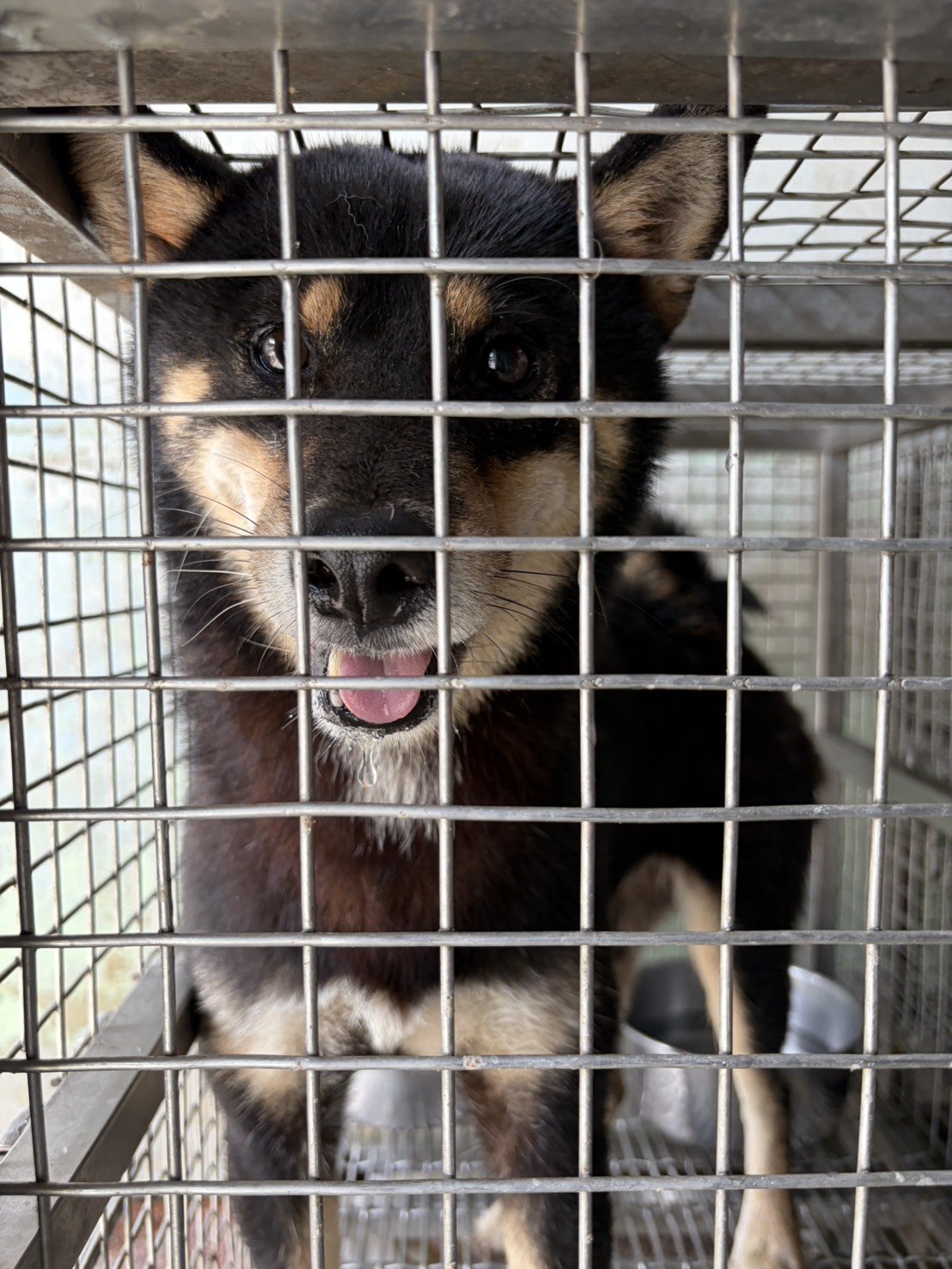 柴犬